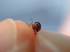 Cryptocephalus pygmaeus