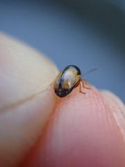 Cryptocephalus pygmaeus