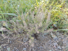 Lepidium apetalum