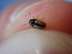 Cryptocephalus pygmaeus