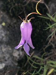 Campanula excisa