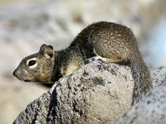 Otospermophilus