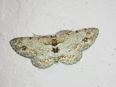 Physocleora castaneata