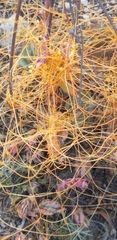 Cuscuta stenolepis