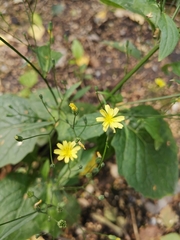 Lapsana communis