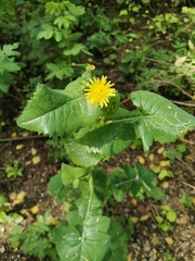 Sonchus oleraceus