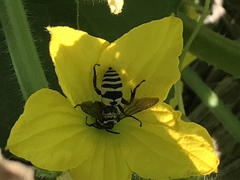 Triepeolus remigatus