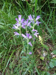 Campanula spicata