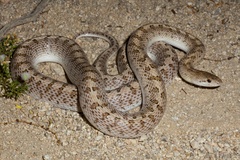 Arizona elegans