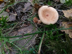 Lactarius tabidus