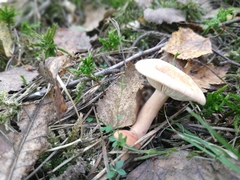 Lactarius tabidus