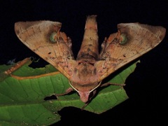 Daphnusa ocellaris