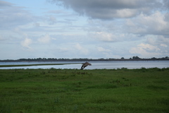 Esacus recurvirostris