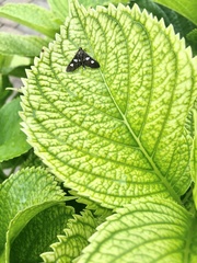 Desmia maculalis