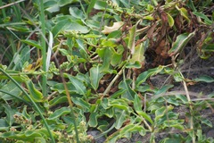Rumex crassus