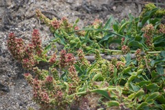 Rumex crassus