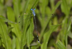 Lestes dorothea