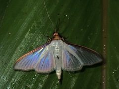 Cydalima