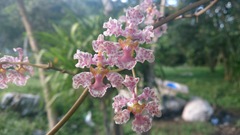 Trichocentrum × teaboanum