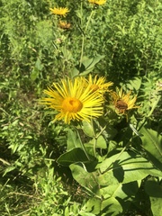 Inula