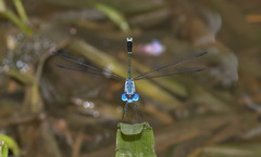 Lestes dorothea