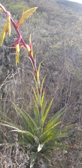 Tillandsia lajensis