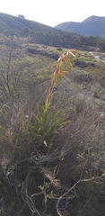 Tillandsia lajensis