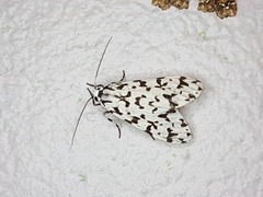 Eucereon tigrata