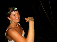 Uroplatus