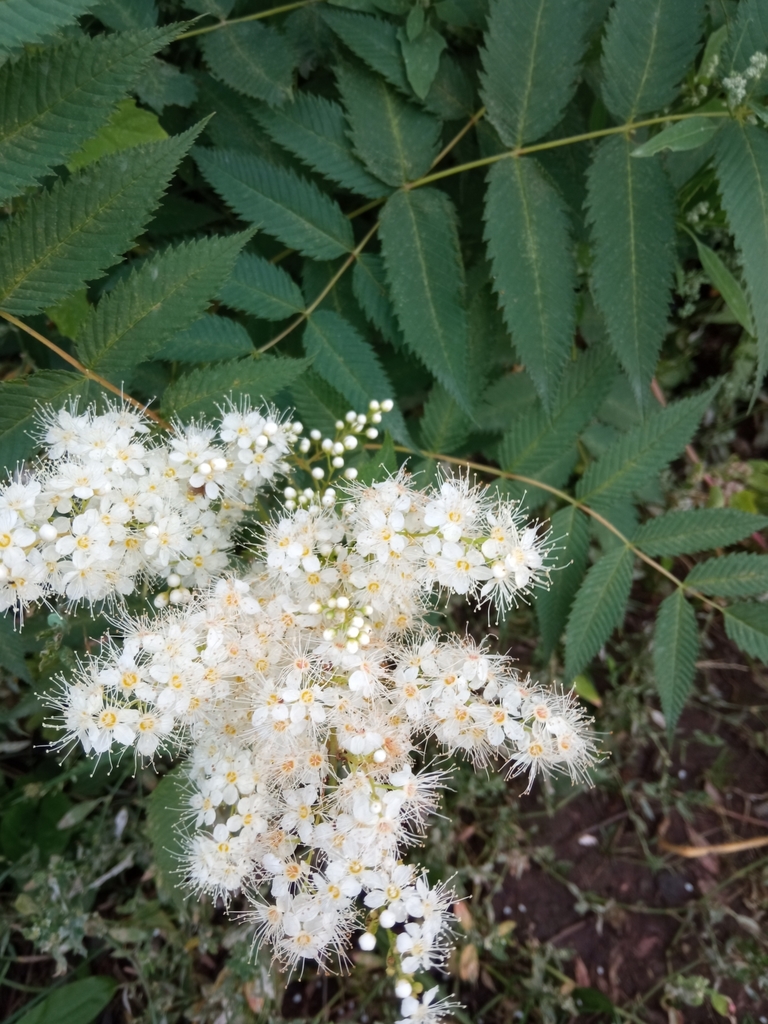 Sorbaria from Заречный, Свердловская обл., Россия on August 8, 2020 at ...