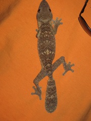 Uroplatus