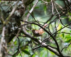 Catharus occidentalis
