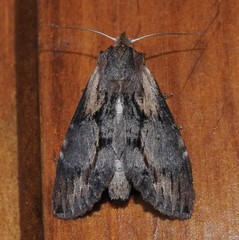 Dasylophia thyatiroides