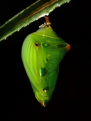 Adoliadini