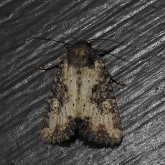 Mesapamea fractilinea