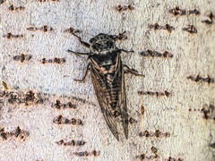 Cicadetta montana