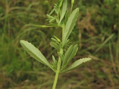 Gratiola neglecta