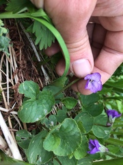 Viola langsdorffii