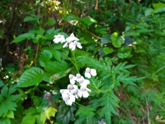 Achillea macrophylla
