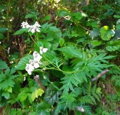 Achillea macrophylla