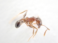 Pheidole capensis