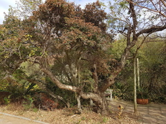 Heteromorpha arborescens abyssinica