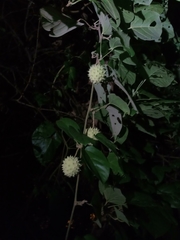 Byttneria grandifolia