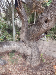 Heteromorpha arborescens abyssinica