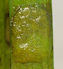 Phyllaplysia taylori