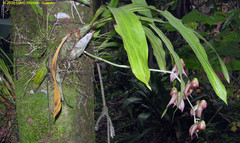 Catasetum maculatum