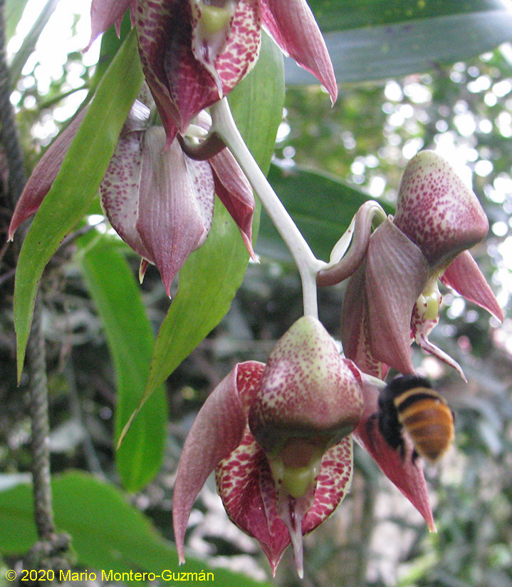 spotted catasetum