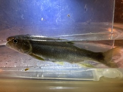 Opsariichthys pachycephalus