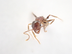 Pheidole capensis