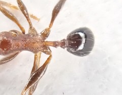 Pheidole capensis